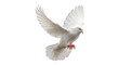 © Creative_Idea - realistic white dove flying wings spread freedom bird peace symbol isolated on transparent background, png