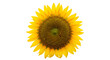 © MST MURSHIDA BEGUM - A vibrant and cheerful sunflower, , showcasing its bright yellow petals and dark brown center, radiating warmth and positivity, perfect for adding a touch of natural beauty and summery vibes to any pr