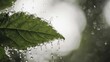 © Muchamad - Close up of a green leaf with raindrops falling on it during a rainy day.