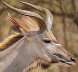 Greater Kudu Strepsiceros in Kruger National Park South Africa