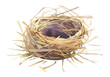 © Rawpixel.com - PNG Bird Nest nest illustration nature.
