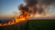 © PhotoArtHub - Image of wildfire burning through a field, creating heavy smoke and endangering wildlife, representing natural disaster and environmental concern