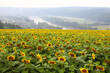 © Stepanych - Bright yellow sunflowers in foggy rainy weather. Sunflower field waiting for harvest, field crops for oil production. Concept of good harvest, world food crisis.