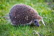 © Nobilior - hedgehog in the green grass