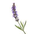 Fragrant lavender flower isolated PNG on transparent background, aromatic purple blossom for aromatherapy and herbal remedies