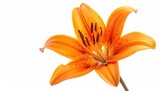 Close Up Of A Vibrant Orange Lily Flower With Dark Spots On Its Petals Isolated On A White Background