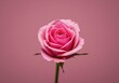 © suchetpong - Beautiful pink rose blossom centered in the frame, set against a soft, monochromatic pink backdrop, conveying romance and gentle beauty ,background ,closeup ,floral
