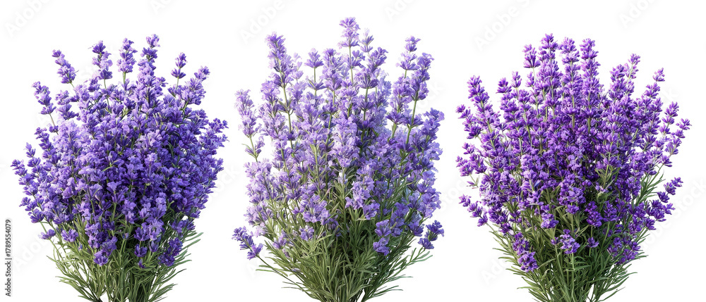 A vibrant display of lavender flowers in full bloom, showcasing various shades of purple, arranged artistically for a floral arrangement, set against a soft, neutral background