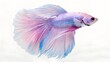 © haroon - Ethereal Flow: The Elegance of a Betta fish