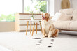 © Pixel-Shot - Cute Australian Shepherd dog near soil and trails on carpet at home