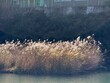 © 성욱 이 - 호숫가 갈대, Reeds by the Water