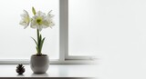 White amaryllis flowers in a pot on windowsill with pine cone  