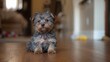 © The 2R Artificiality - Yorkshire Terrier puppy relaxing indoors, playful companionship