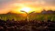 © Cintia - Close-up of a small sprout emerging from dark soil, backlit by a bright, hazy sunset