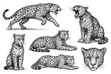 Leopards in multiple poses with detailed vintage hand drawn sketch style, Transparent Background