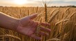 © zaky - Farmers Hand Gently Touching Ripe Wheat Field at Sunset.