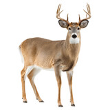 Png of majestic whitetailed deer buck standing tall, isolated on transparent background, showcasing its impressive antlers and graceful posture