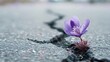 © Oleh - Purple flower emerging from a long crack in dark asphalt, symbolizing growth, strength, hope, and determination in overcoming adversity and challenging environments