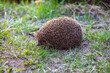 © Nobilior - hedgehog in the green grass