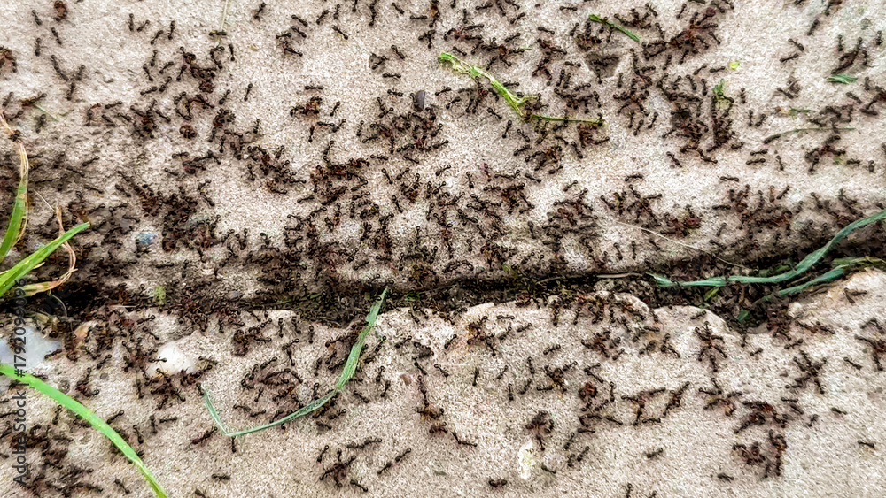 Creeping ant parade over cracked earth, an entomological samba ...