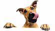 © Rain - Funny dog licking its nose with paws up, creating a humorous and endearing image isolated on white background, perfect for pet lovers