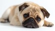 © fotofabrika - Cute pug relaxing on a white background with an adorable expression