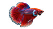 © Ari - Isolated Beautiful vibrant betta fish pet with red orange blue fins, aquarium freshwater