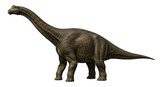 Isolated Brachiosaurus dinosaur walking on earth, extinct reptile with long neck, herbivore