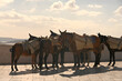 © phillips - The Donkeys of Santorini waiting to be worked.