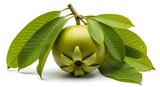 Green garcinia cambogia fruit with leaves on white background