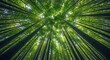© Art & Stock - Looking up through tall green forest canopy
