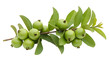 © jhon - Fresh green guava fruits, on a branch with leaves, cutout, PNG isolated on white or transparent background