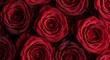 © abdelaziz@771 - Luxurious deep red roses in full bloom create an elegant, romantic visual for any occasion