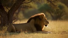 眠れる獅子 無料画像 - Public Domain Pictures