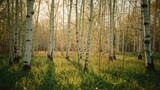 Birch forest in autumn with sunlight filtering through trees and green grass on the ground. Forest landscape and nature scene.