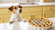© PhotoArtHub - Brown and white dog looking at fruit pie on counter, evoking anticipation, longing, and domestic scenes, suitable for food, pet, or home themes
