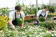 © JackF - male employee of flower supermarket near shelf with chrysanthemums chooses pot with young plant to send to customer