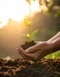 © Prom's Stock - Hands planting small seedlings in fertile soil