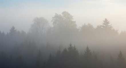 Naklejka na meble Ethereal Forest Landscape Shrouded in Dense Morning Fog with Silhouetted Trees and Soft Diffused Light