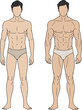 © Bokul Creatives - Male body comparison, fitness transformation, muscular vs lean physique, underwear model, anatomy illustration, side-by-side figures, body type study, flat design, fashion reference, silhouette art