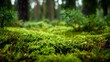 © ArtPixel-Portfolio - Green moss covering the woodland ground, adding texture and vibrant growth to the calm forest environment