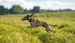 © Germanto - Running dog in a lush green field, captured in motion with blurred background and sunny lighting