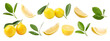 © New Africa - Set of fresh lemons on white background. Citrus fruit