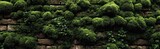 Moss-covered brick wall (1)