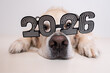 © deine_liebe - A dog wearing glasses for the new year 2026. A golden retriever at Christmas, lying on a white background with shiny glasses. A postcard with text for the new year with a pet.