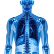 © Baru - Human anatomy Skeleton, lungs, and organs inside a blue, translucent body