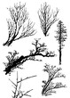 © Artak - Different black branch and tree silhouettes isolated on a white background