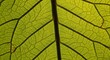 © Elbowpain - Translucent lime green leaf structure illuminated brightly from behind showing intricate veining patterns
