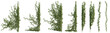 © EcoSpace - Shape of ivy and vine plants for Used for decorating gardens, wall, fence with isolated on transparent background - PNG file, 3d rendering illustration