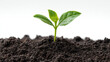 © Sajib - Small green plant seedling growing in dark soil against a bright white background studio shot